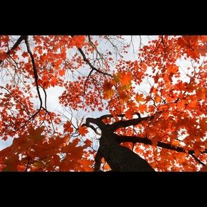 Meet your Posher, Hiba